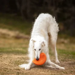 Non-Stop Dog Frisbee>Non-stop dogwear Sale