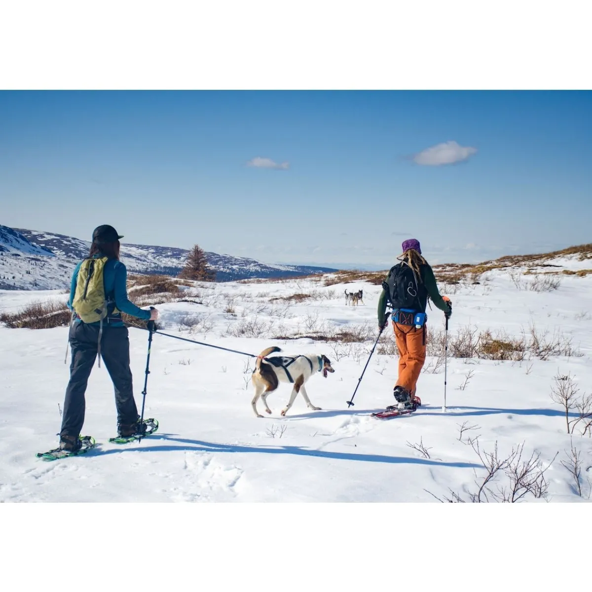 Non-Stop Ferd vetovyö>Non-stop dogwear Clearance
