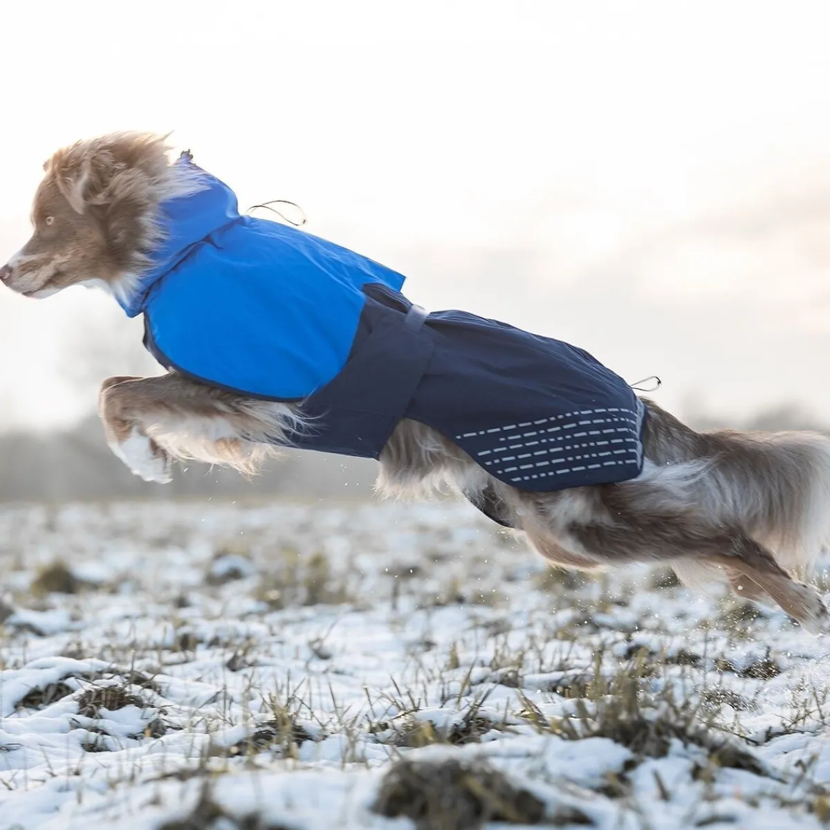 Non-Stop Fjord koiran sadetakki, sininen>Non-stop dogwear Sale