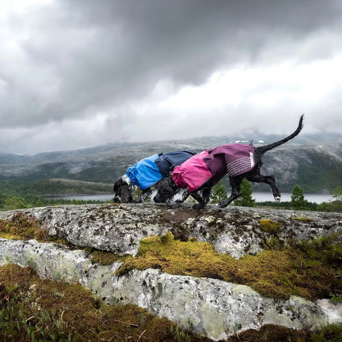 Non-Stop Fjord koiran sadetakki, violetti>Non-stop dogwear Clearance