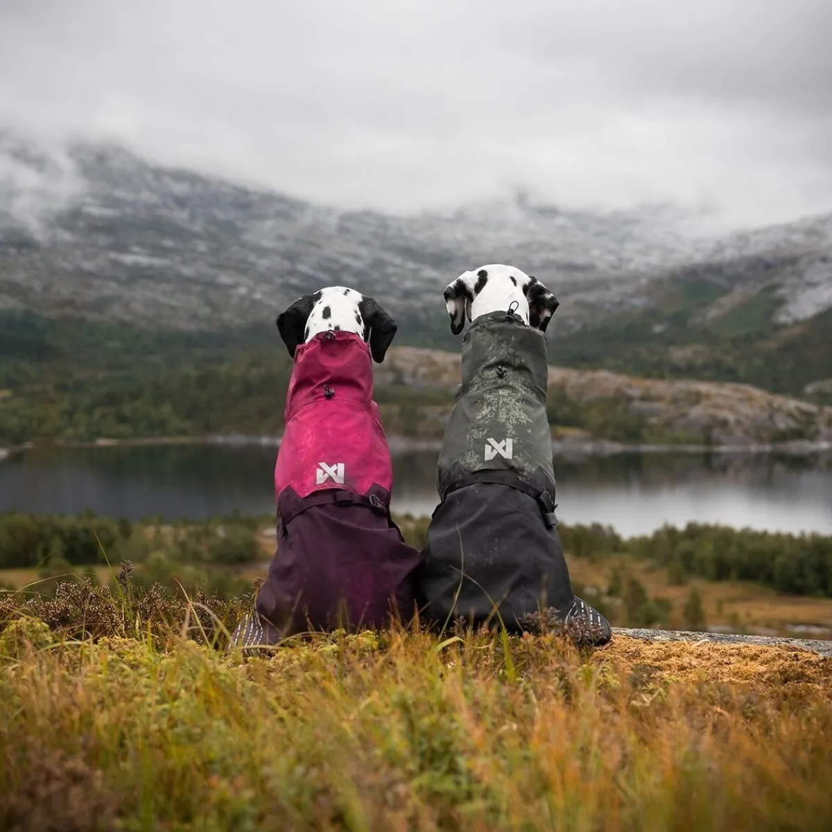 Non-Stop Fjord koiran sadetakki, violetti>Non-stop dogwear Clearance