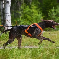 Non-Stop Freemotion valjaat 5.0 musta/oranssi>Non-stop dogwear Sale