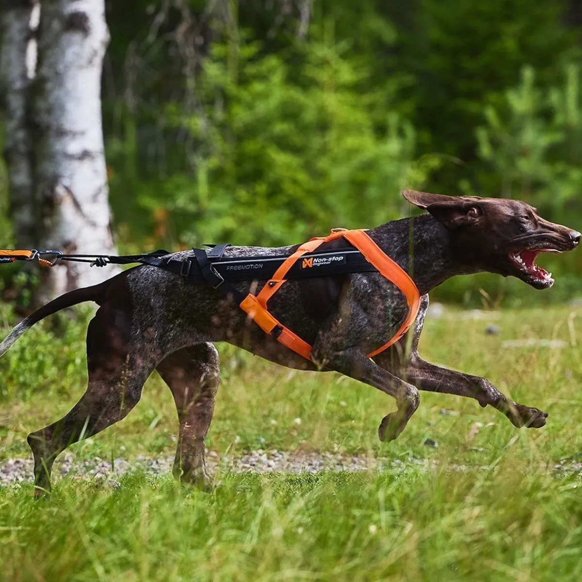 Non-Stop Freemotion valjaat 5.0 musta/oranssi>Non-stop dogwear Sale