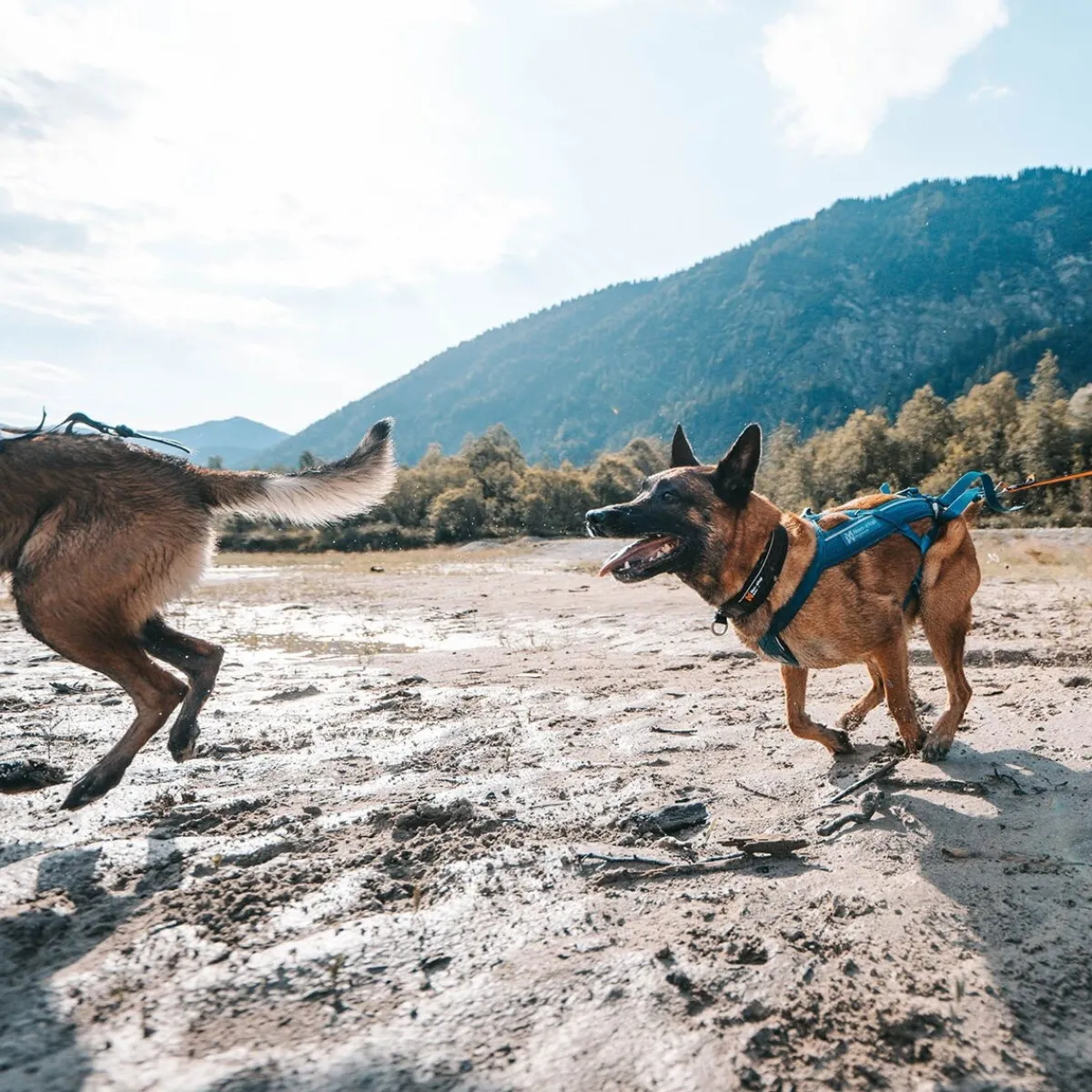 Non-Stop Freemotion valjaat 5.0, sinivihreä>Non-stop dogwear Discount