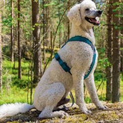 Non-Stop Line valjaat 5.0, sinivihreä>Non-stop dogwear Hot