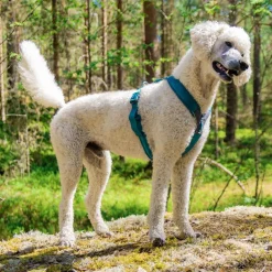 Non-Stop Line valjaat 5.0, sinivihreä>Non-stop dogwear Hot