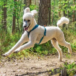 Non-Stop Line valjaat 5.0, sinivihreä>Non-stop dogwear Hot