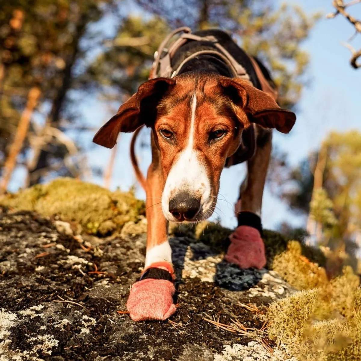 Non-Stop Protector Light koiran tossut, 4 kpl>Non-stop dogwear Clearance