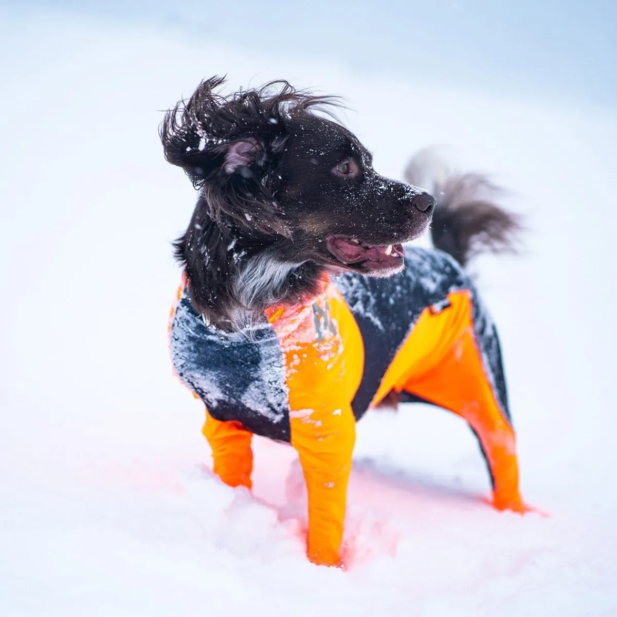Non-Stop Protector Snow haalari, urosmalli>Non-stop dogwear Sale