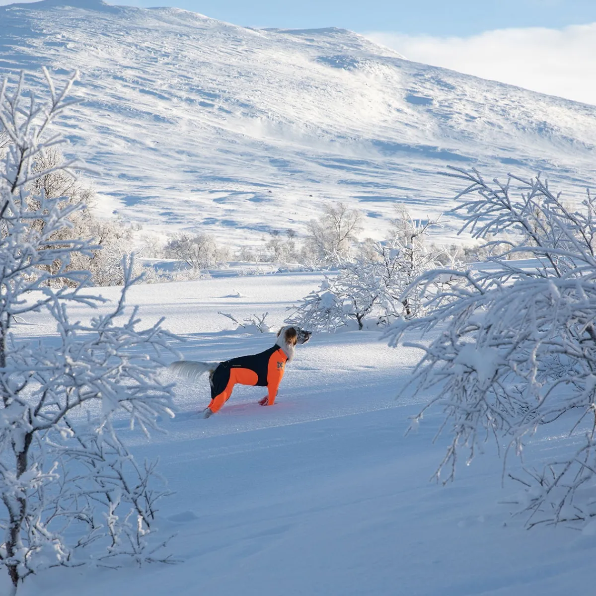Non-Stop Protector Snow haalari, urosmalli>Non-stop dogwear Sale