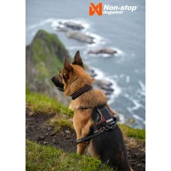 Non-Stop Rock -koiran valjaat, musta/oranssi>Non-stop dogwear Outlet