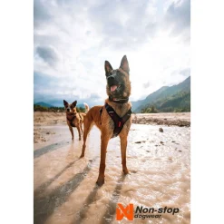 Non-Stop Rock -säädettävä kaulapanta>Non-stop dogwear Sale