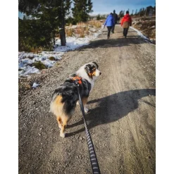 Non-stop Touring Bungee Leash 3.8m>Non-stop dogwear