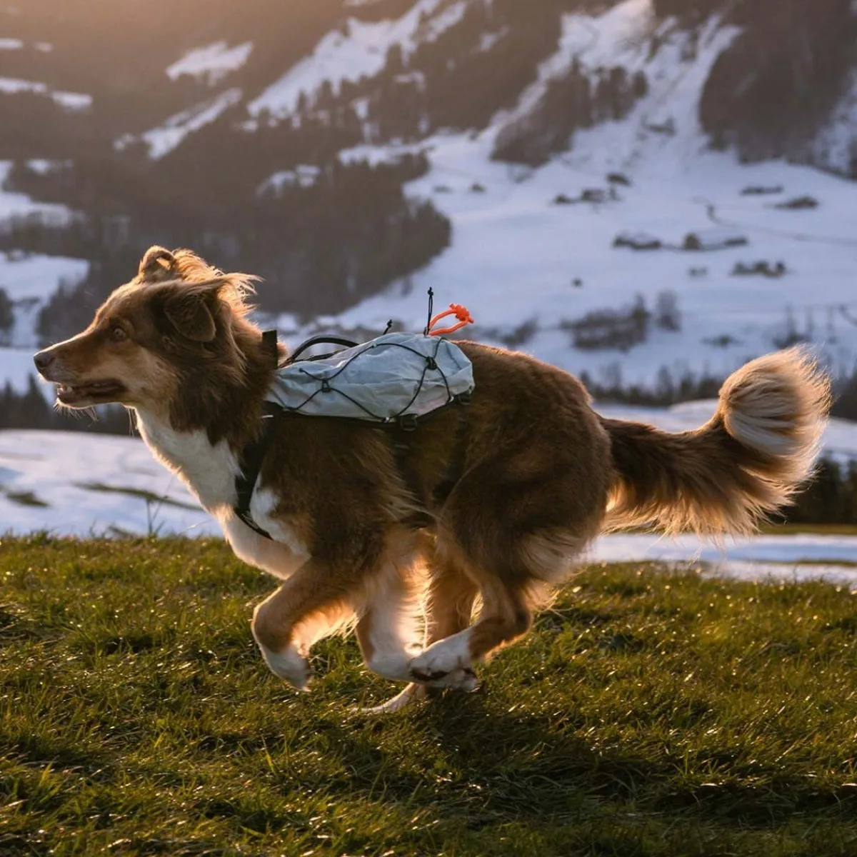 Non-Stop Trail Light -koiran reppu>Non-stop dogwear