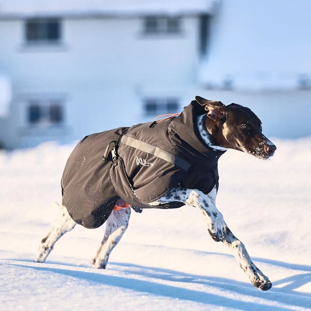 Non-Stop Trekking koiran talvitakki, musta>Non-stop dogwear Online