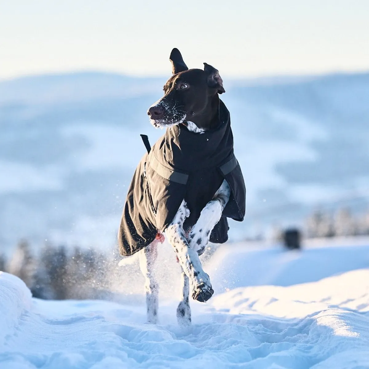 Non-Stop Trekking koiran talvitakki, musta>Non-stop dogwear Online