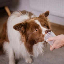 Nose Work -purkit>Loype Clearance