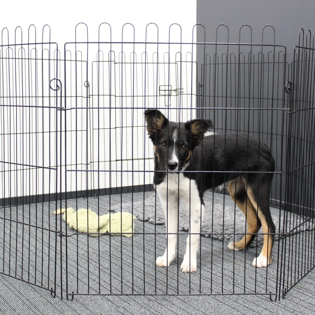 Pentuaitaus Pet Easy>PetEasy Sale