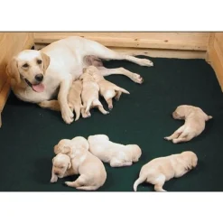 Pentulaatikon matto Whelping Mat>Drymate Sale