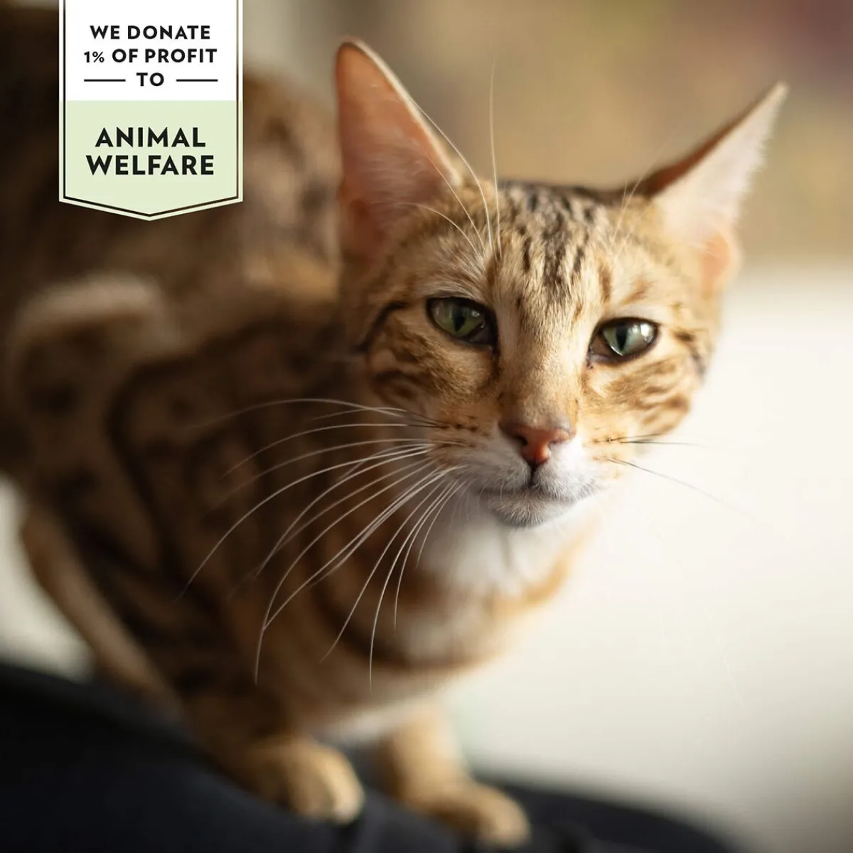 Prima Cat Crunchy Anti-hairball 40 g>PrimaCat