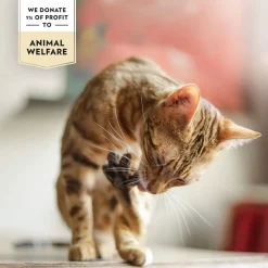 Kanaa liemessä>PrimaCat New