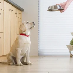 Pro Plan Large Puppy Athletic>Purina Pro Plan Outlet