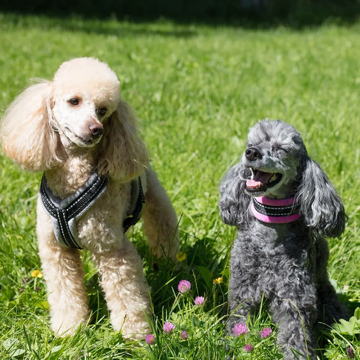 Puolikiristävä panta Cosy, pinkki>Basic Hot