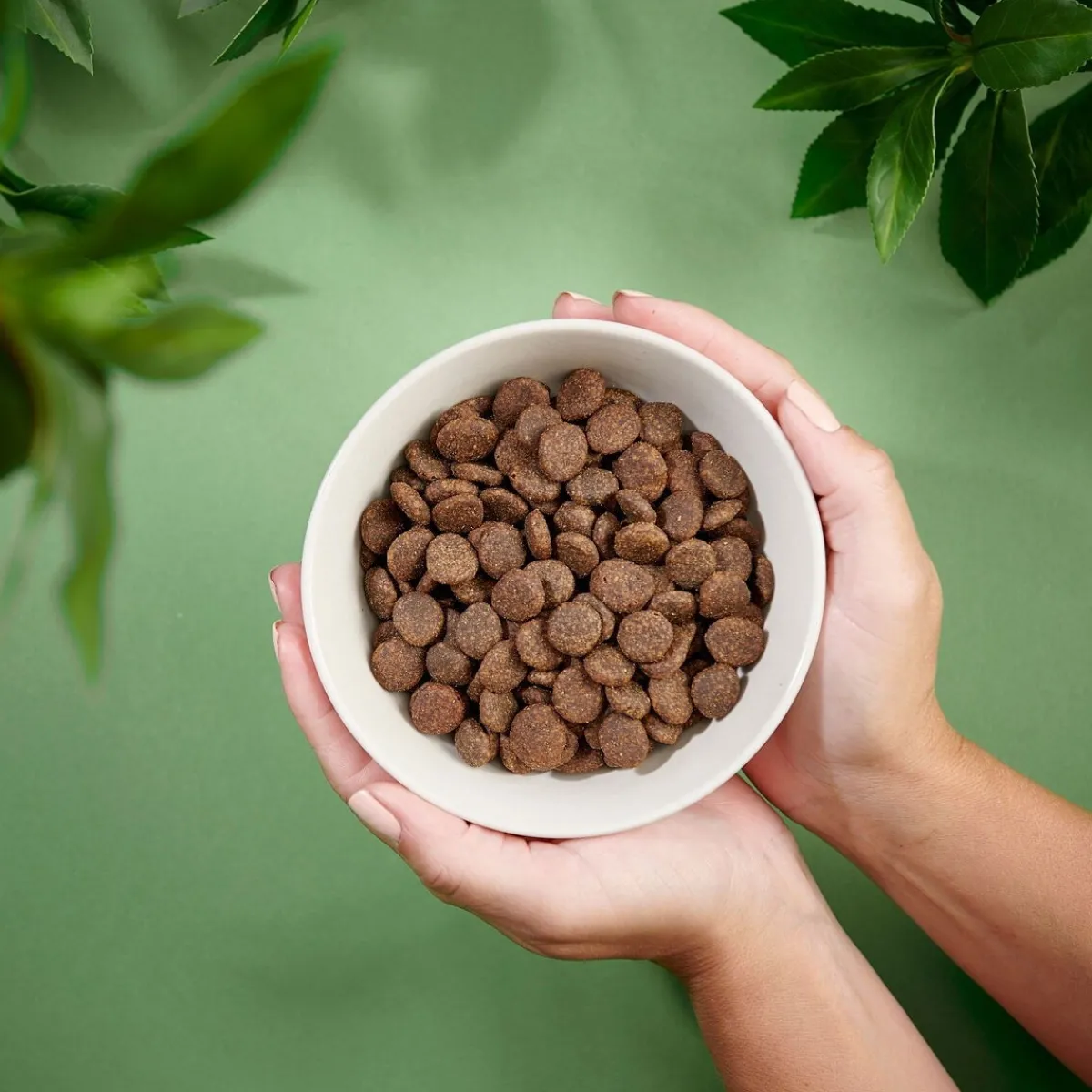 Dog Adult Grain Free Salmon>Purenatural