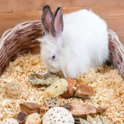 Puuhalelulahjalaatikko, tähdet>Quapas! Online