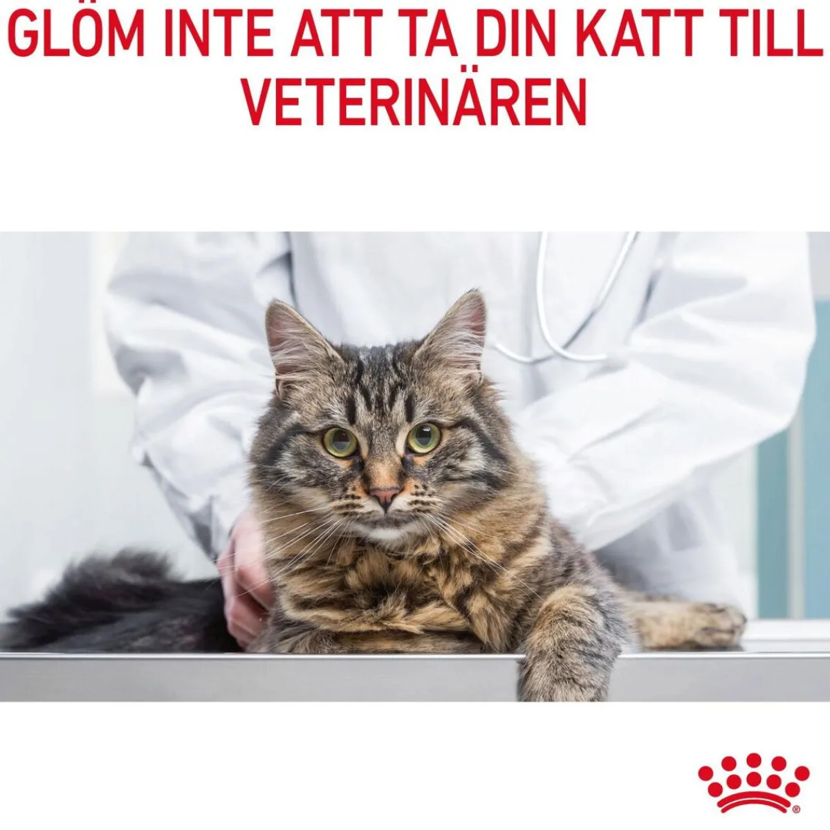 Appetite Control Care>Royal Canin New
