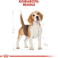 Beagle Adult 12 kg>Royal Canin New