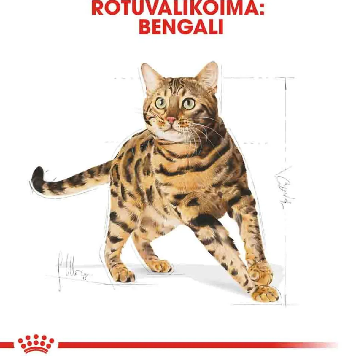 Bengal>Royal Canin