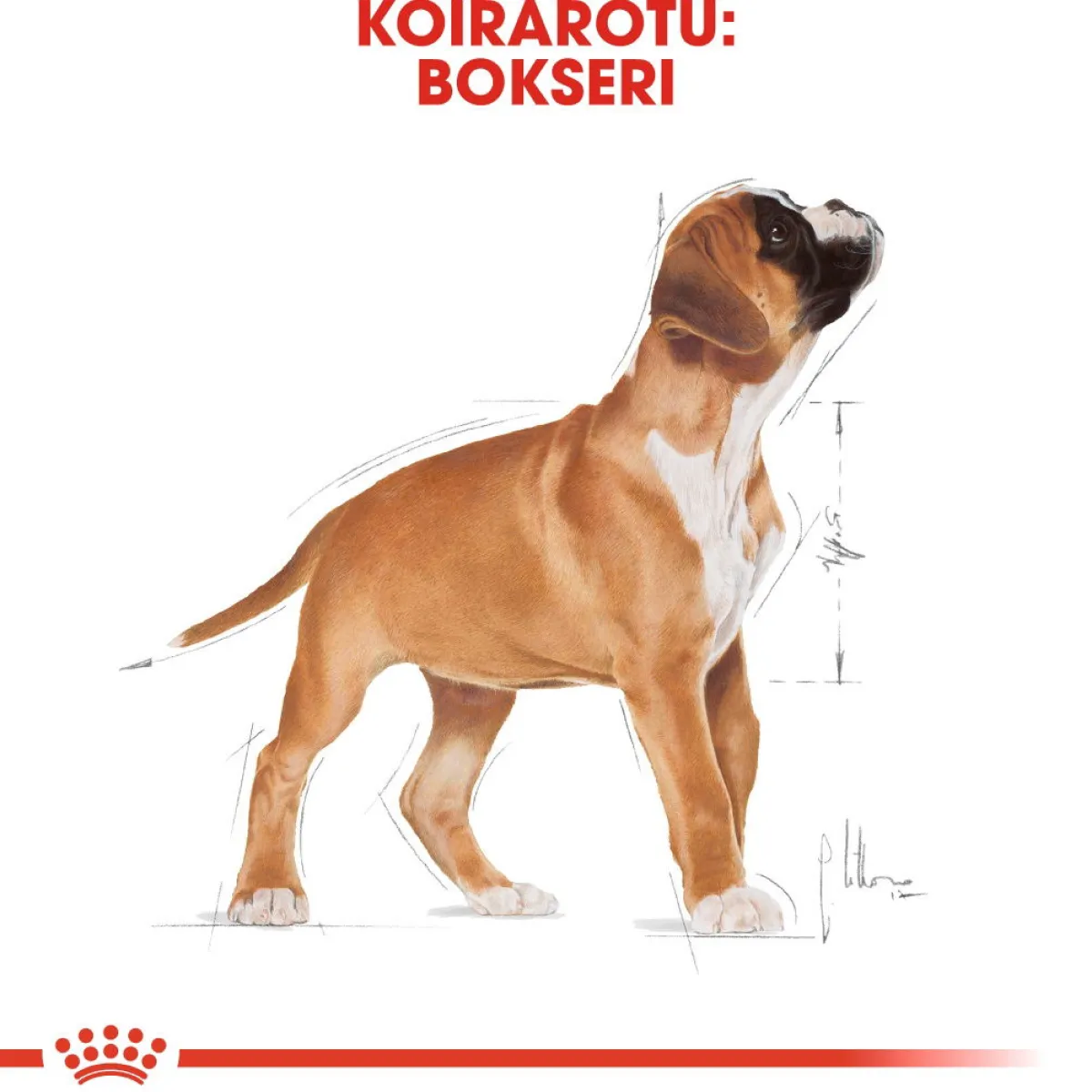 Boxer Puppy 12 kg>Royal Canin Best