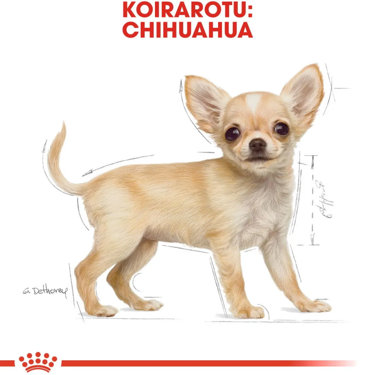 Breed Chihuahua Puppy>Royal Canin Clearance