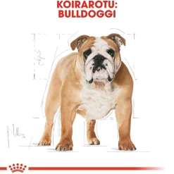 Bulldog Adult 12 kg>Royal Canin Online