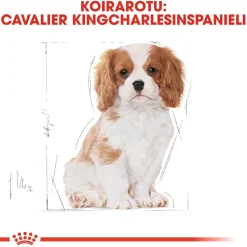 Cavalier Puppy 1,5 kg>Royal Canin Clearance