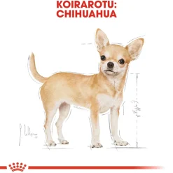 Chihuahua Adult>Royal Canin Sale