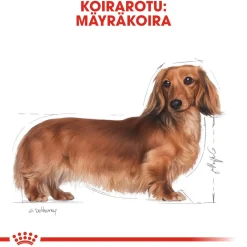 Dachshund Adult>Royal Canin New