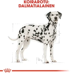 Dalmatian Adult 12 kg>Royal Canin New
