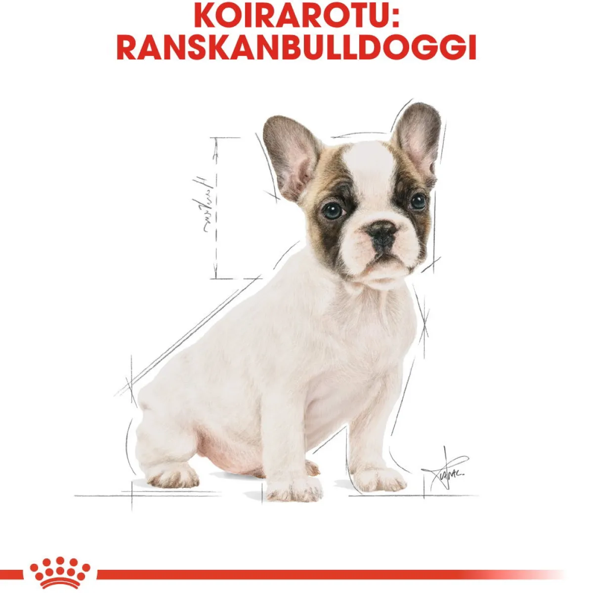 French Bulldog Puppy>Royal Canin
