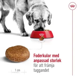 Maxi Adult 5+ 2 x 15kg>Royal Canin Online