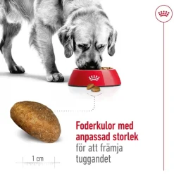 Maxi Adult 2 x 15 kg>Royal Canin Sale