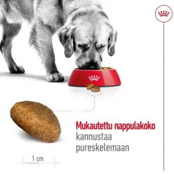 Maxi Adult 2 x 15 kg>Royal Canin Sale