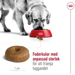 Maxi Ageing 8+ 2 x 15kg>Royal Canin Online