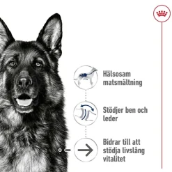 Maxi Ageing 8+ 2 x 15kg>Royal Canin Online