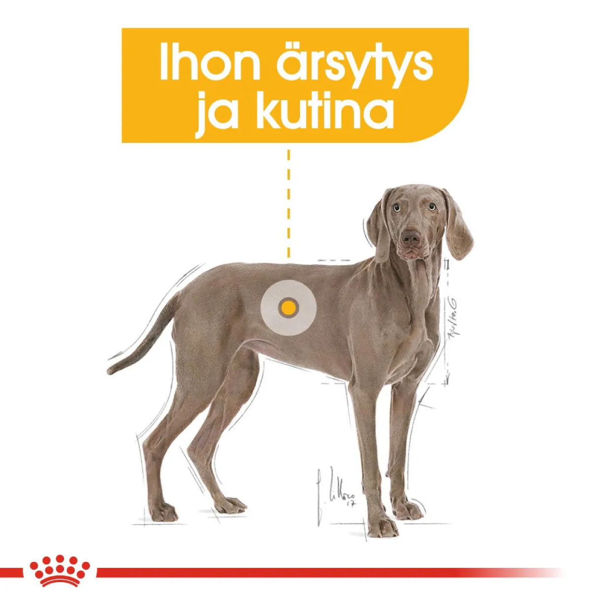 Maxi Dermacomfort>Royal Canin Hot