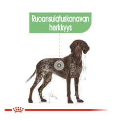 Maxi Digestive Care>Royal Canin Sale