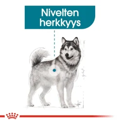 Maxi Joint Care>Royal Canin Clearance