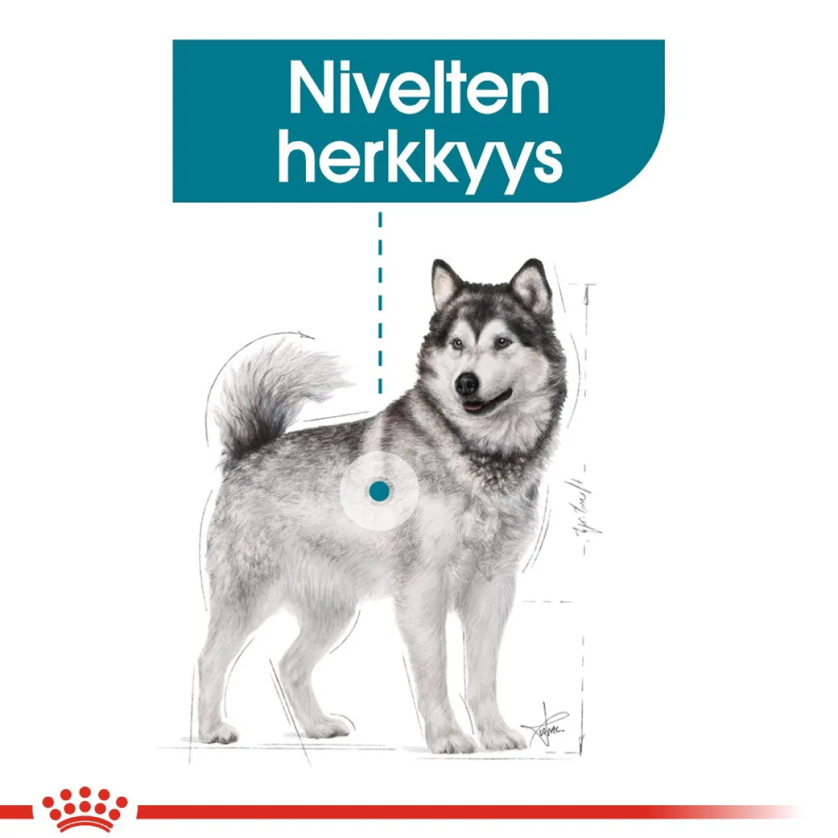 Maxi Joint Care>Royal Canin Clearance