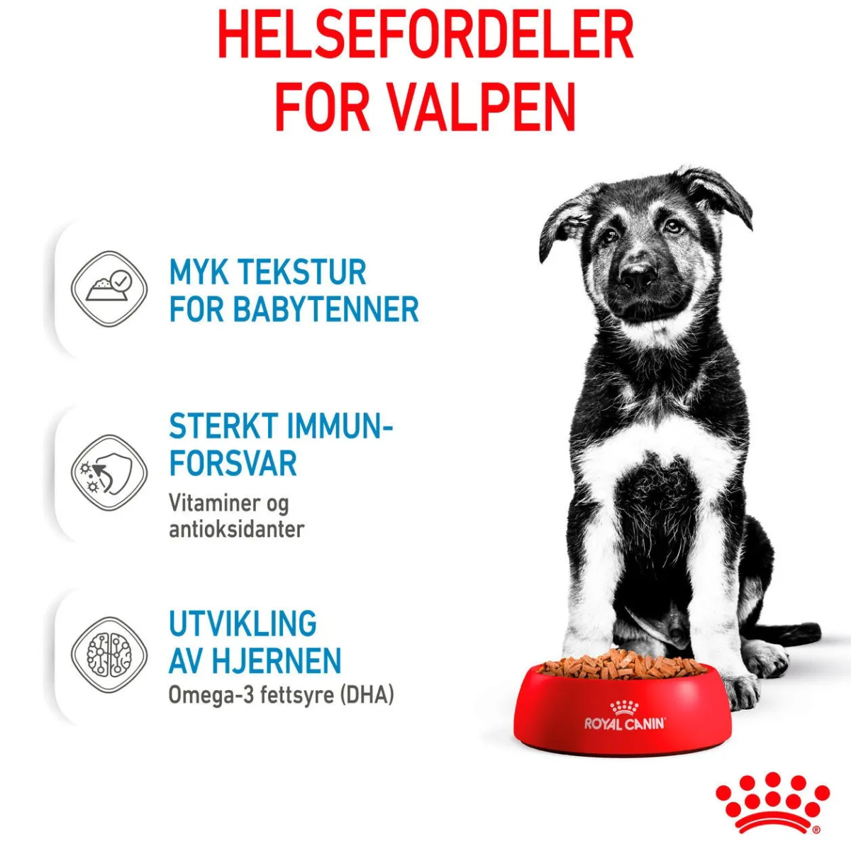 Maxi Puppy 40x140 g>Royal Canin Discount